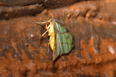 Hypochrosis hyadaria