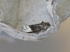 Apotomis betuletana