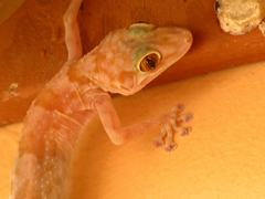 Ptyodactylus hasselquistii