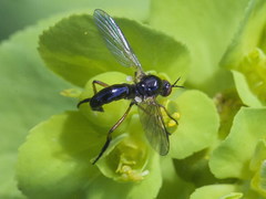 Empis nigritarsis