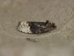 Apotomis betuletana