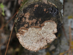 Dentocorticium portoricense