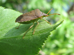 Euschistus conspersus