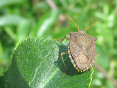 Euschistus conspersus