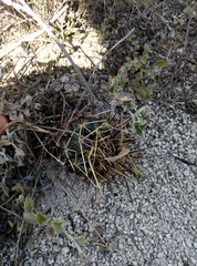 Ancistrocactus scheeri scheeri