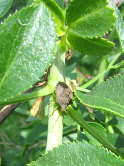 Euschistus conspersus