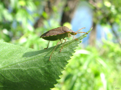 Euschistus conspersus