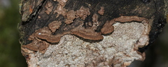 Dentocorticium portoricense