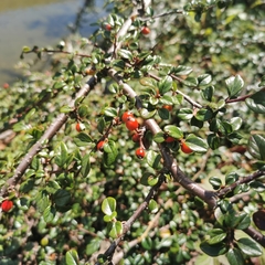 Cotoneaster rosiflorus