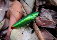 Chrysochroa fulminans