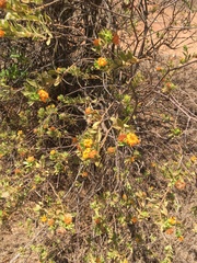 Gnidia daphnaefolia