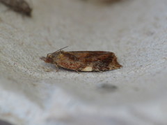 Ditula angustiorana