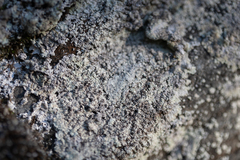 Lepraria subalbicans