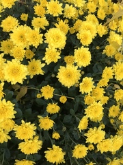 Angiospermae