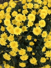 Angiospermae