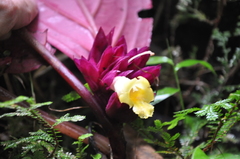 Drymonia turrialvae