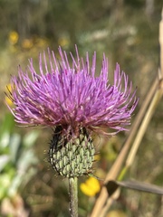Cirsium virginianum