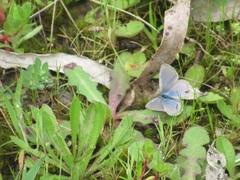 Zizina otis labradus