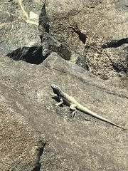 Microlophus atacamensis