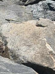 Microlophus atacamensis