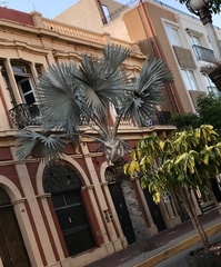Bismarckia