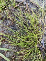 Rhynchospora thornei