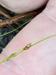 Rhynchospora thornei