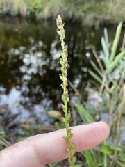 Plantago sparsiflora