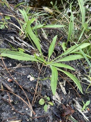 Plantago sparsiflora