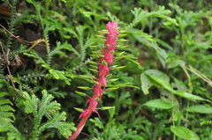Pitcairnia multiflora