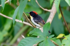 Myzomela jugularis