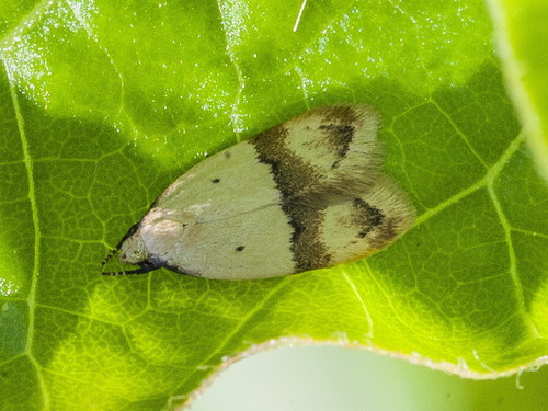 Odites kollarella