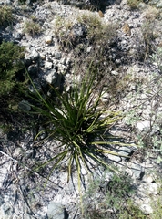 Hesperaloe