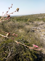 Hesperaloe