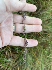 Anthenantia rufa