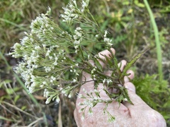Eupatorium × pinnatifidum