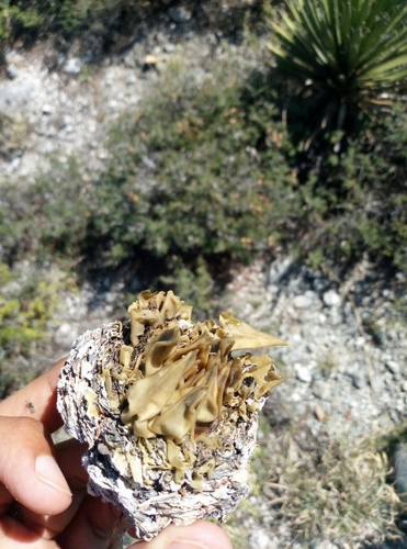 Ariocarpus trigonus