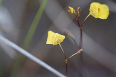 Utricularia