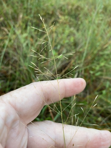 Cutover muhly (Muhlenbergia expansa)