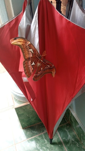 Atlas Moth