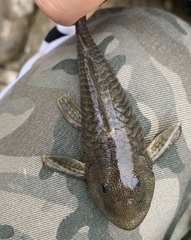 Chaetostoma bifurcum