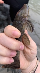 Chaetostoma bifurcum