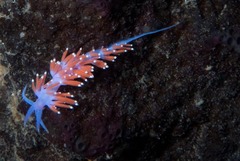 Paraflabellina funeka