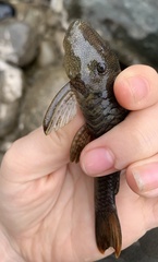 Chaetostoma bifurcum