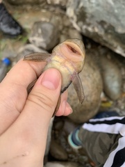 Chaetostoma bifurcum