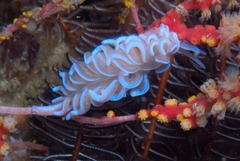 Phyllodesmium horridum