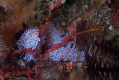 Phyllodesmium horridum