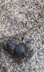 Onthophagus nuchicornis