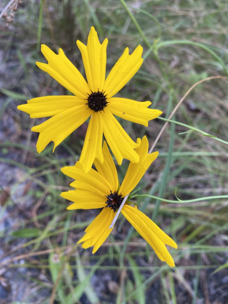 Short-awn Tickseed