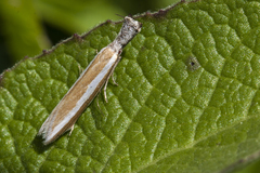 Pleurota aristella
